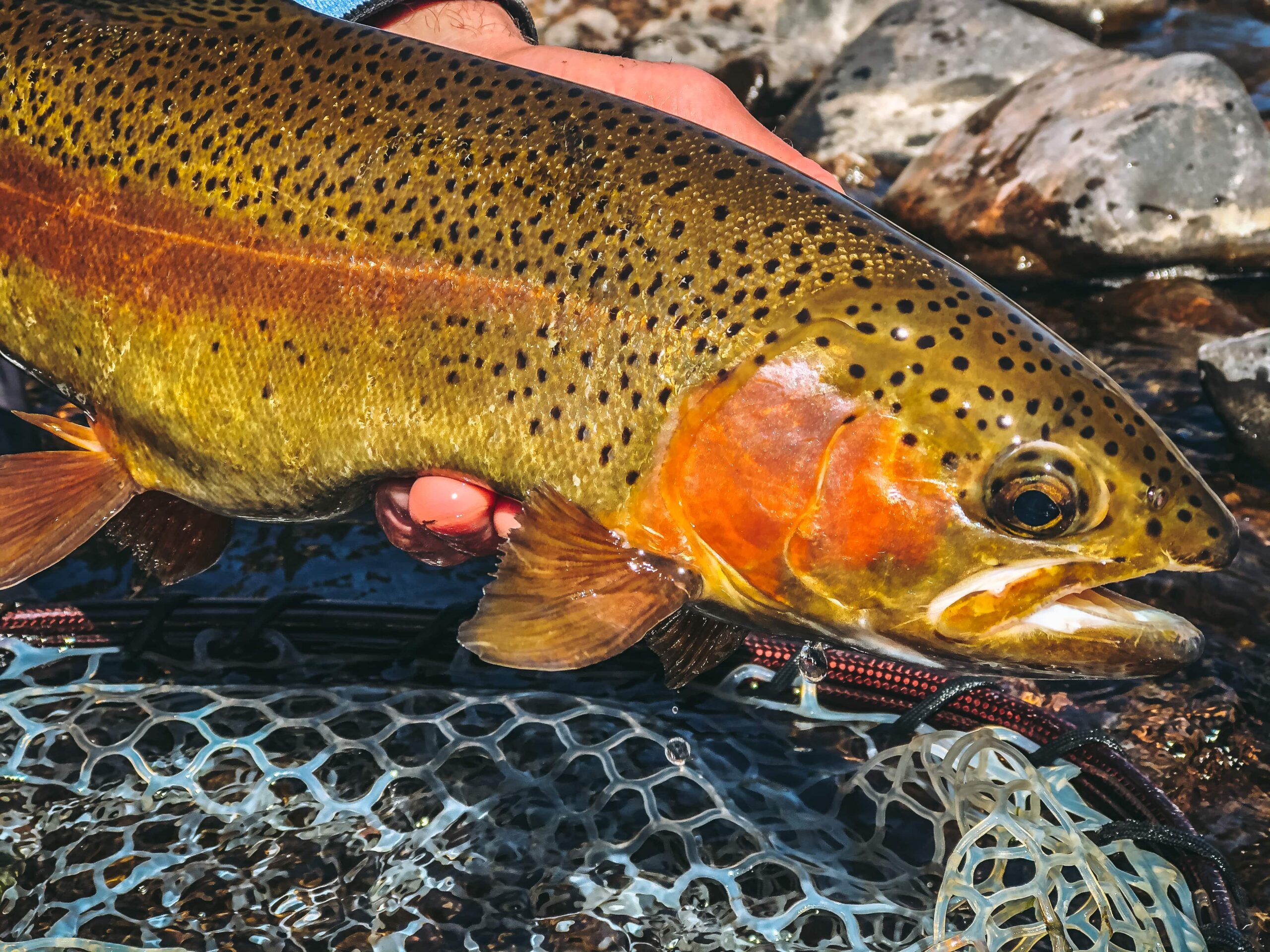 JackShirkFlyFishingWebsitePhoto-18-min