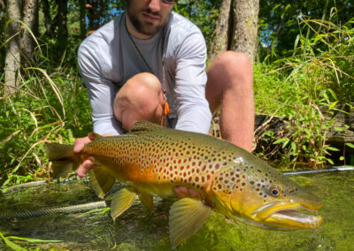 Big Brown Trout